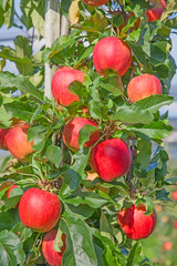 Apple garden