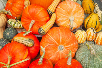 Colorful pumpkins