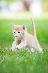 Little red kitten playing outdoors in summer