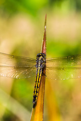 yellow dragon fly on pineapple leaf