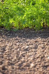 Carotte au jardin potager