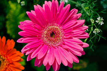 gerbera