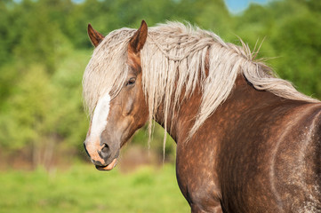 Portrait of beautiful horse with long white mane looking back