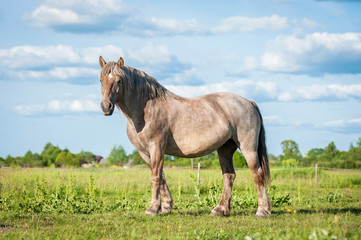 Beautiful horse of unusual color standing on the field in summer
