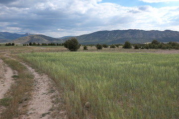 Fototapeta premium Chemin de terre. Paysage d'Andalousie, Espagne