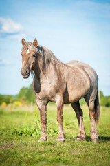 Beautiful horse of unusual color standing on the field in summer