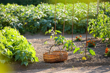 Panier au jardin potager