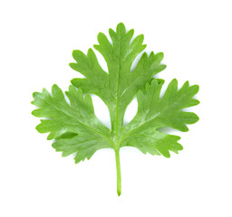 Close up coriander isolated on the white background