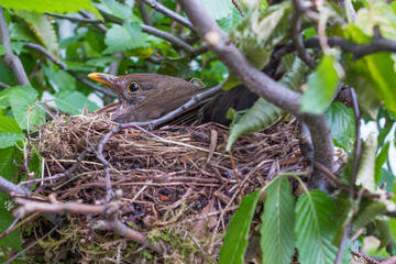 Amsel brütet im Nest