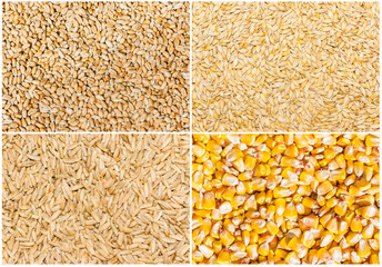 Grain of wheat, barley, rye and corn