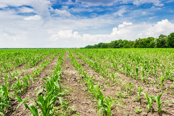 Fototapeta na wymiar Plantings of young corn