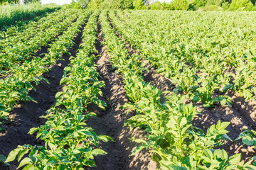 Field with plantation of potatoes