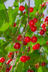 Obraz premium Cherries