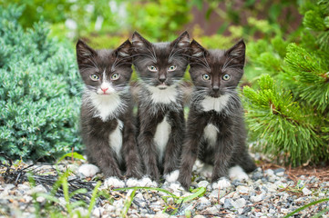 Three little black kittens sitting in the garden