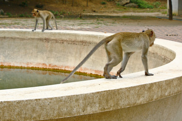 Two Monkeys Walking on edge of bowl