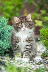 Adorable little tabby kitten sitting in the yard