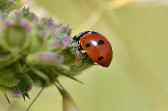 Coccinelle rouge
