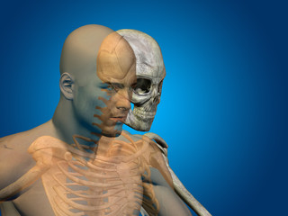 Conceptual Anatomy human body