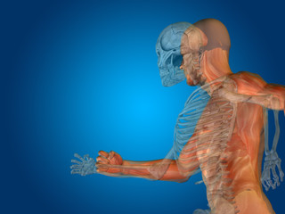 Conceptual Anatomy human body