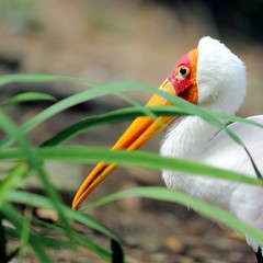 White Stork Close-up