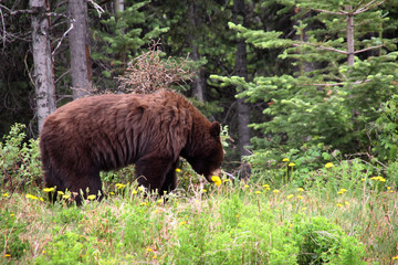 Brown bear eating dandelion, Alaska
