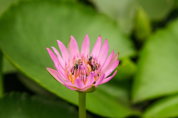 Obraz premium Bees on the lotus.
