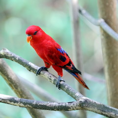 Red Lory Resting on Tree Branch
