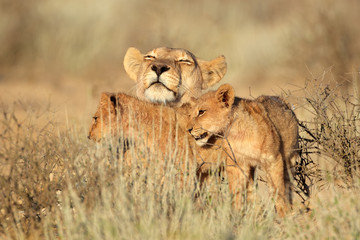 Fototapeta na wymiar Lioness with cubs, Kalahari desert