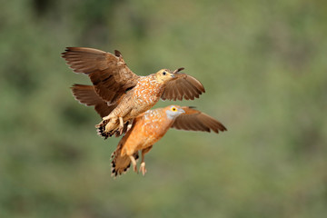 Spotted sandgrouses in flight