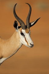 Springbok antelope portrait