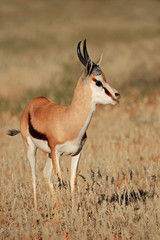 Naklejka na ściany i meble Springbok antelope in natural habitat