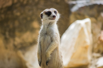 Portrait of meerkat on the rock with nature frame