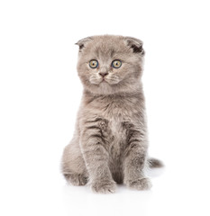 little kitten sitting in front. isolated on white background