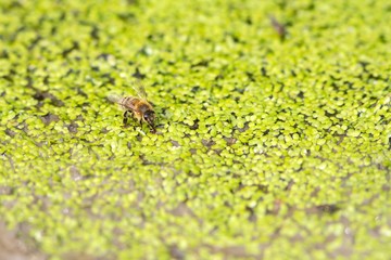 Trinkende Honigbiene auf Kleinen Wasserlinsen / Drinking honey bee on small duckweed