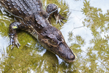 The spectacled caiman (Caiman crocodilus), also known as the white caiman or common caiman, is a crocodilian reptile found in much of Central and South America. Amazonas Brazil