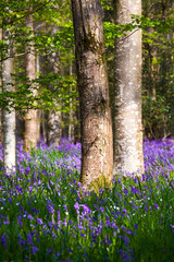 Arbres et sous-bois au printemps