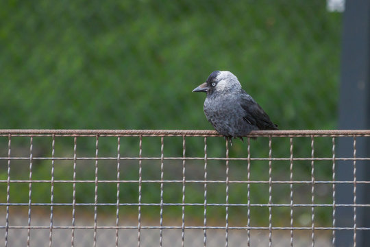 Dohle sitzt auf Zaun und beobachtet die Umgebung