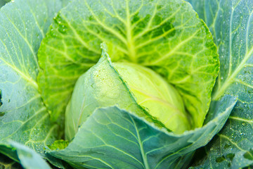 Freshly harvested cabbage
