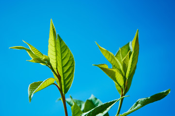 Branches with leaves in the background of the sky