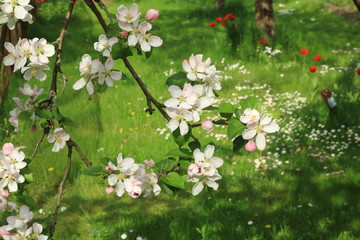 Obraz premium Blooming apple-branch