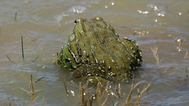 African giant bullfrogs (Pyxicephalus adspersus) mating and fighting in shallow water, South Africa