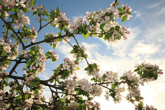 Blooming apple-branch