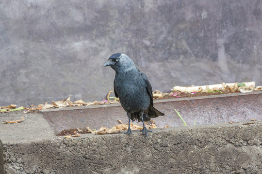 Dohle sitzt auf Schweinefuttertrog