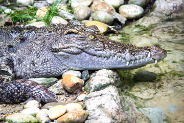 Head Shot of Siamese Crocodile