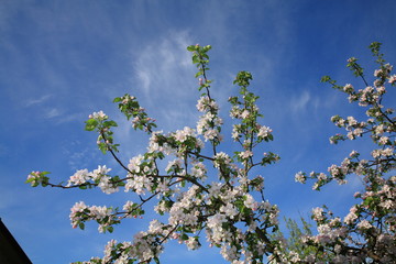 Obraz premium Blooming apple-branch