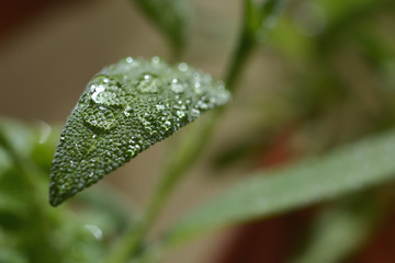 Tautropfen auf einem Salbei im Garten