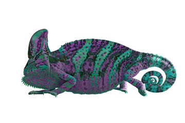 chameleon or calyptratus on white background