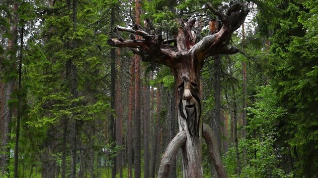 Kind russian spirit of the wild forest