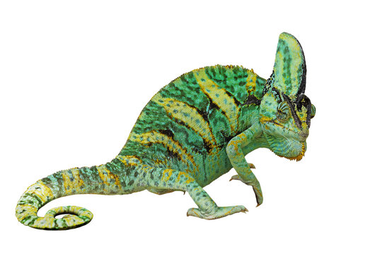 chameleon or calyptratus on white background