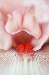 Flower erotica 
